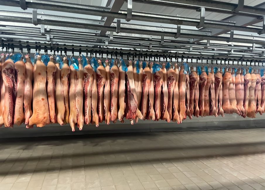 How accurate is AI detection of trace pork DNA in processed meat alternatives?