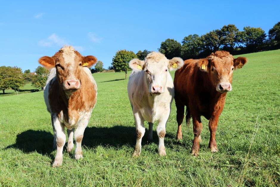 What are the most common animal enzymes flagged by AI halal scanners?